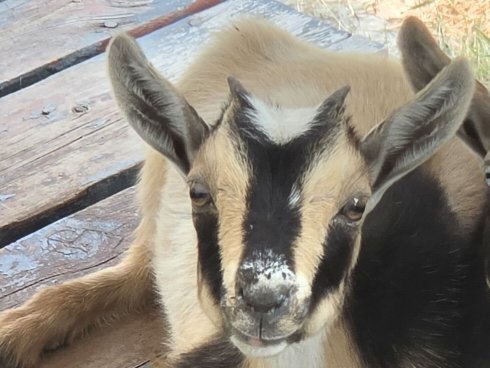 Blondie, a tan and black goat