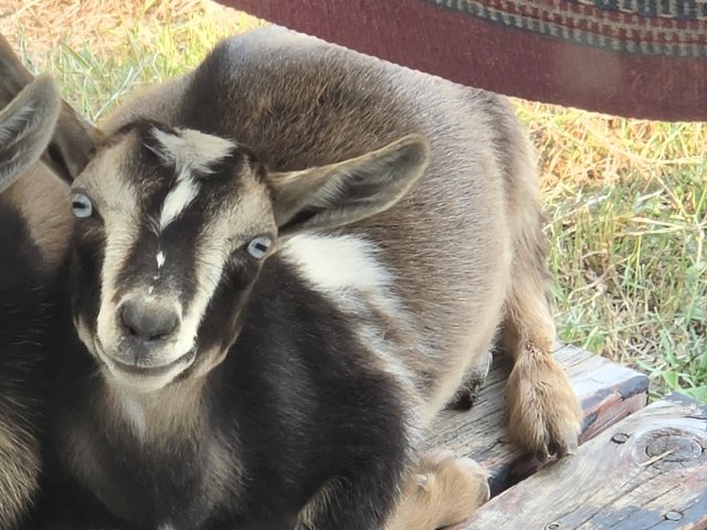 Brownie, a brown, black and white goat with blue eyes