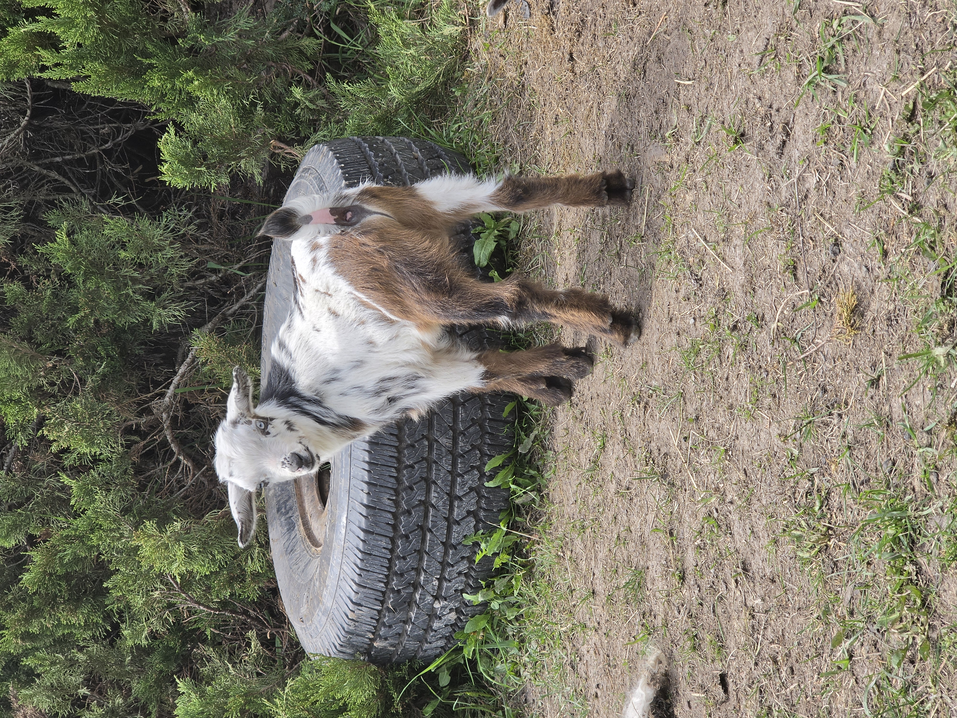 Nigerian Dwarf buck for sale
