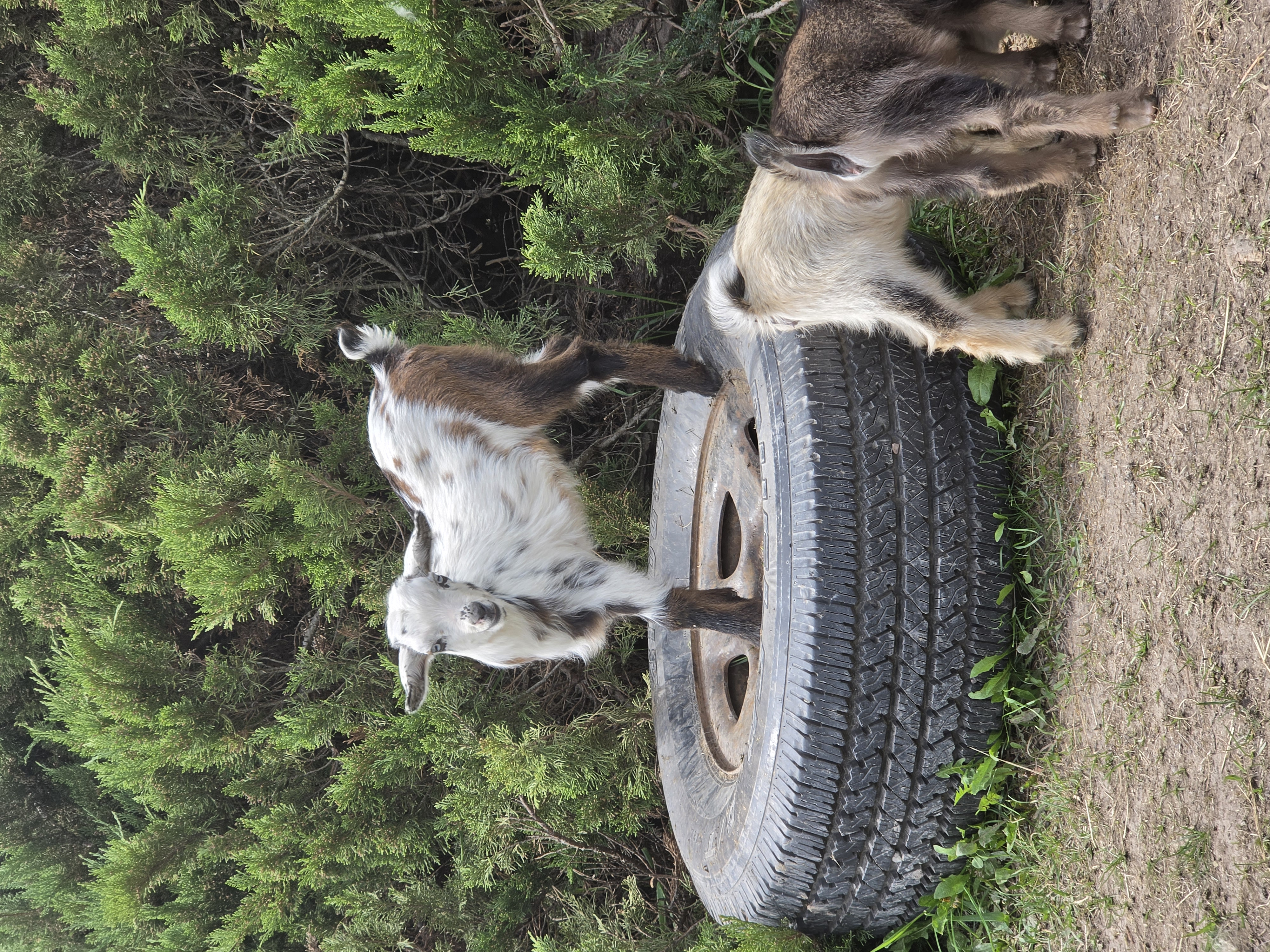 Buck photo 2