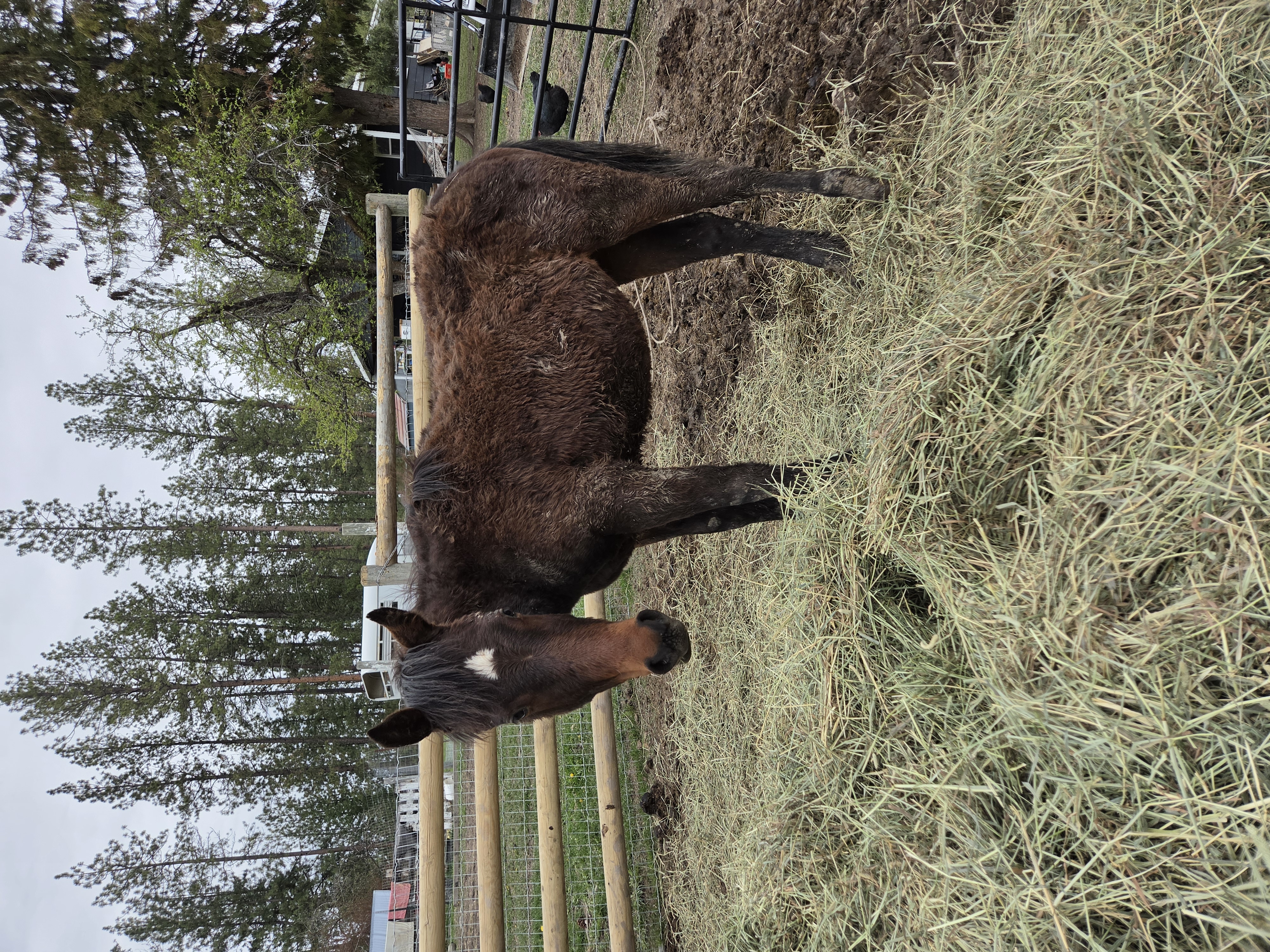 Featured yearling horse