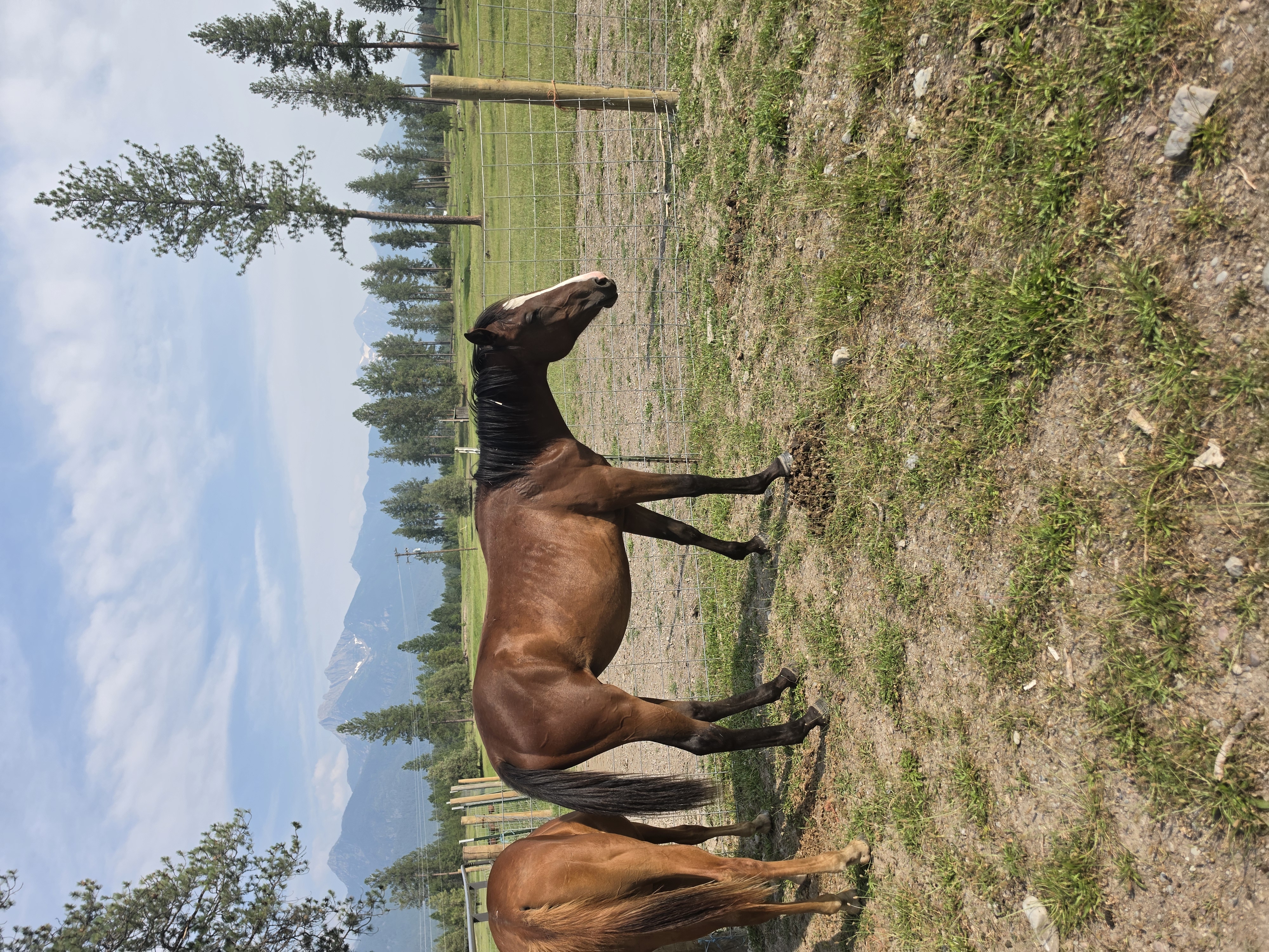 Bay horse with white star
