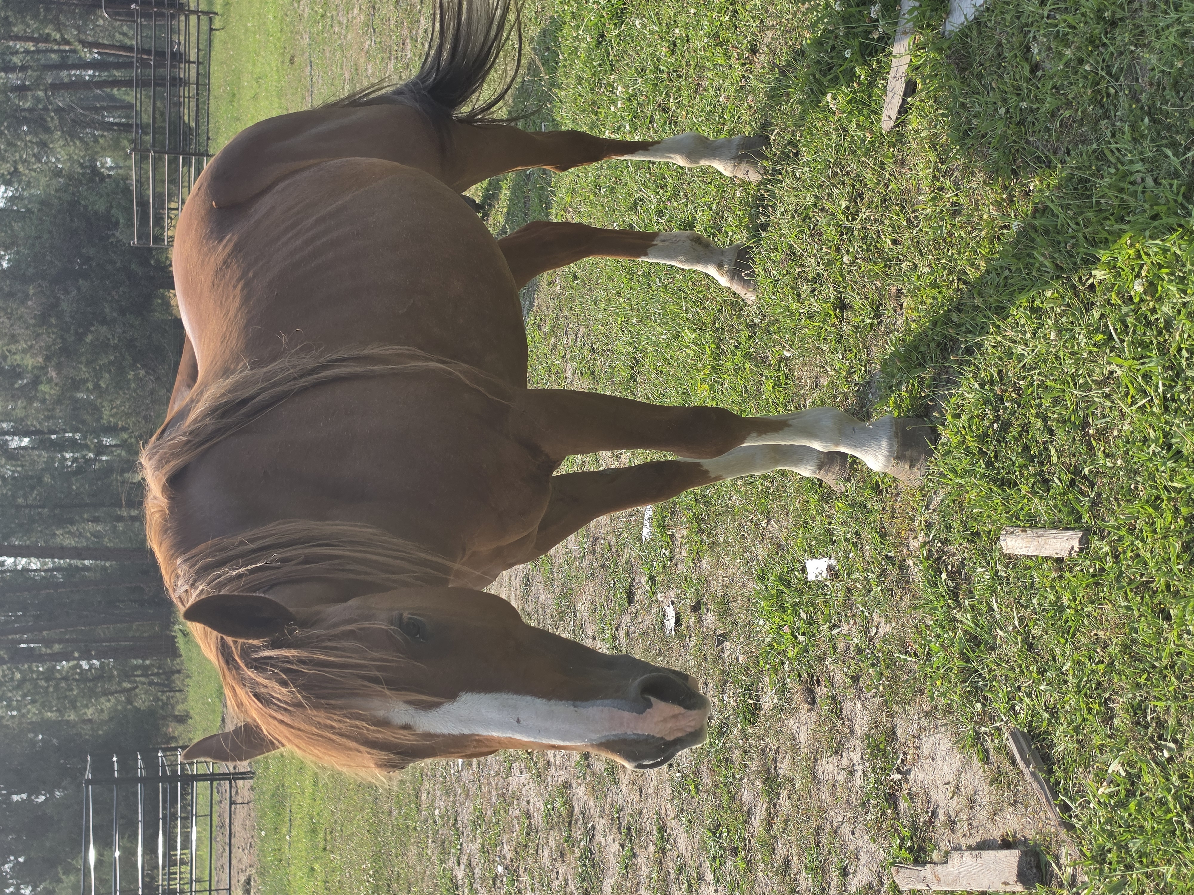 Chestnut horse with white blaze