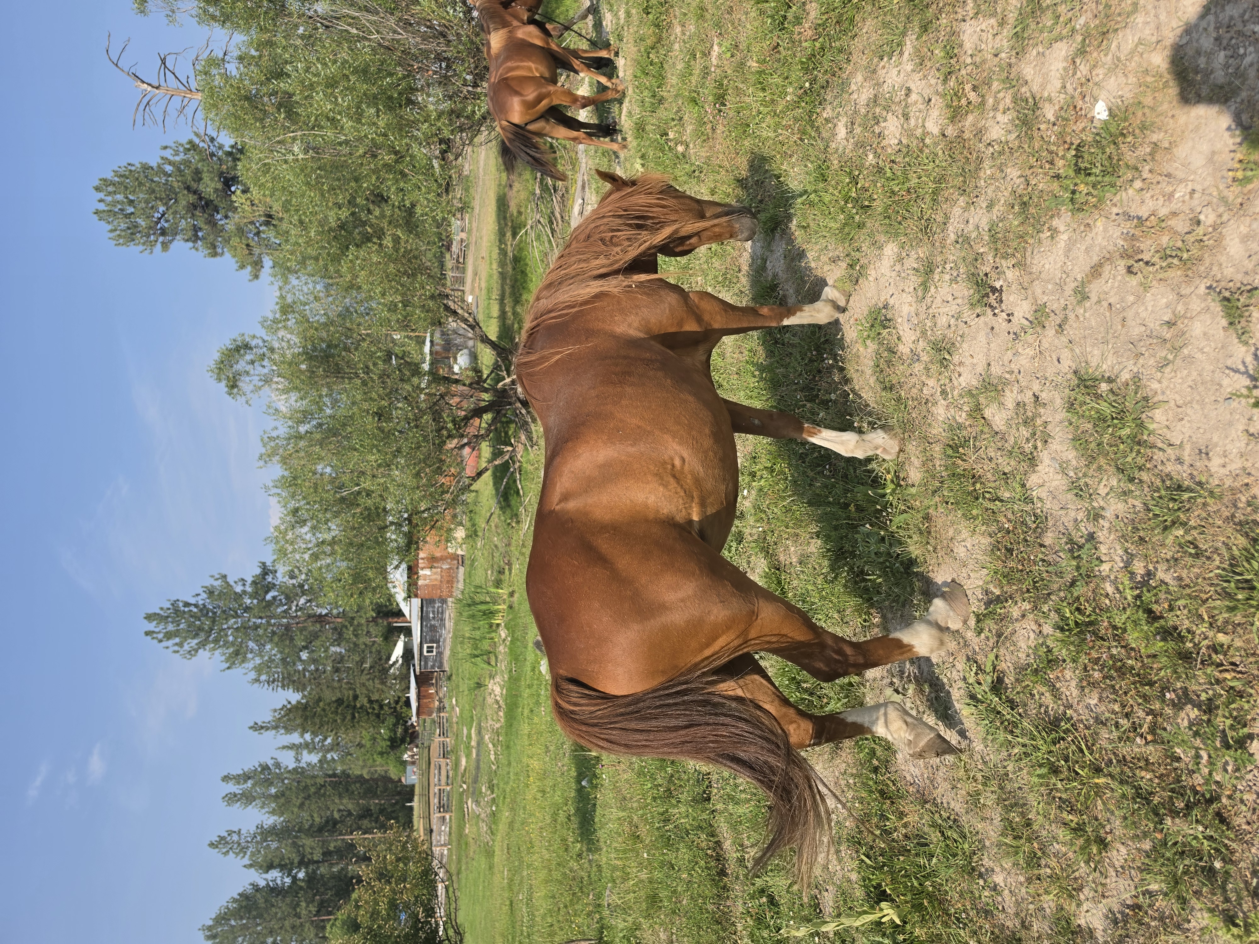 Chestnut 2