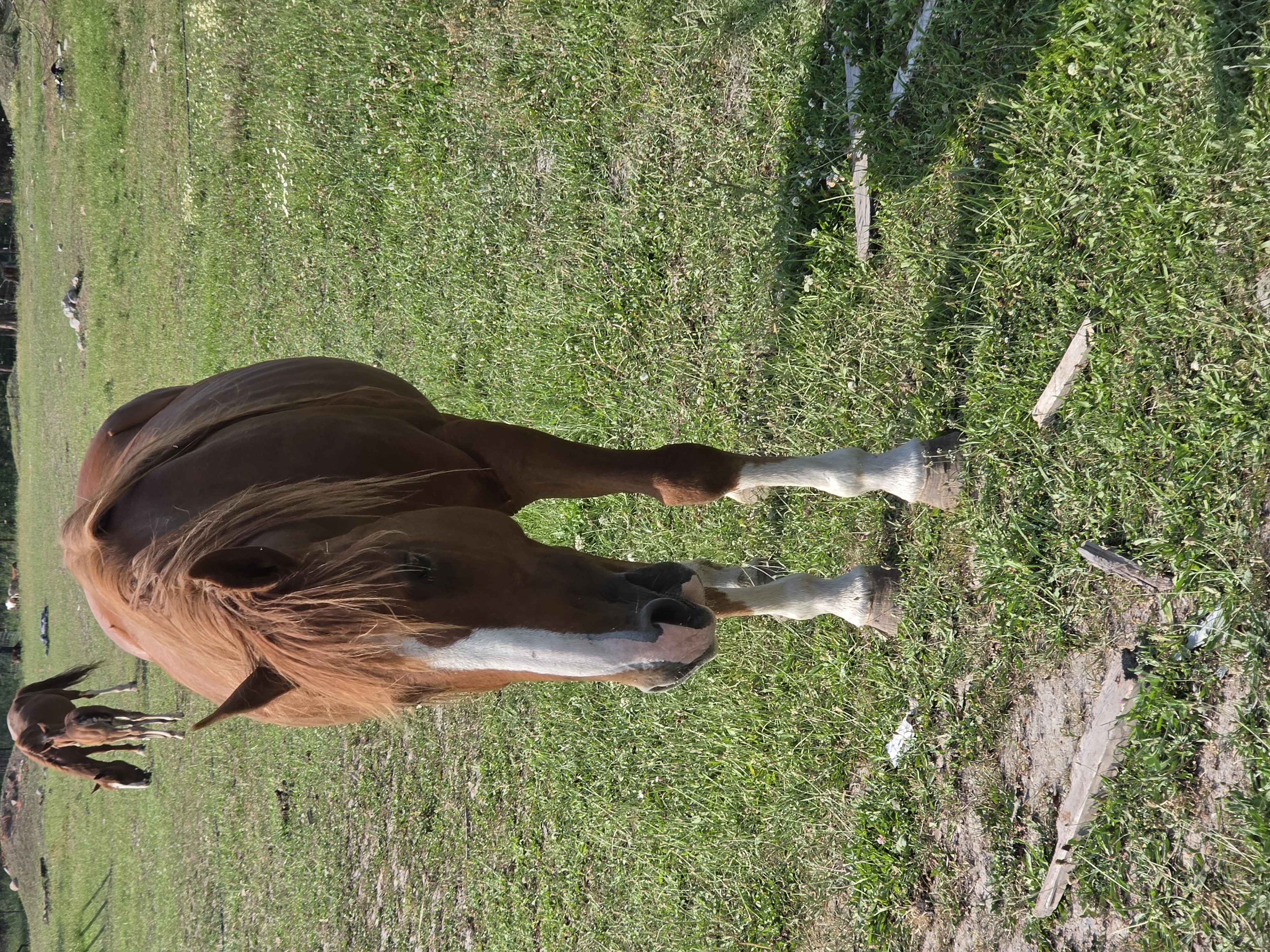 Chestnut 3