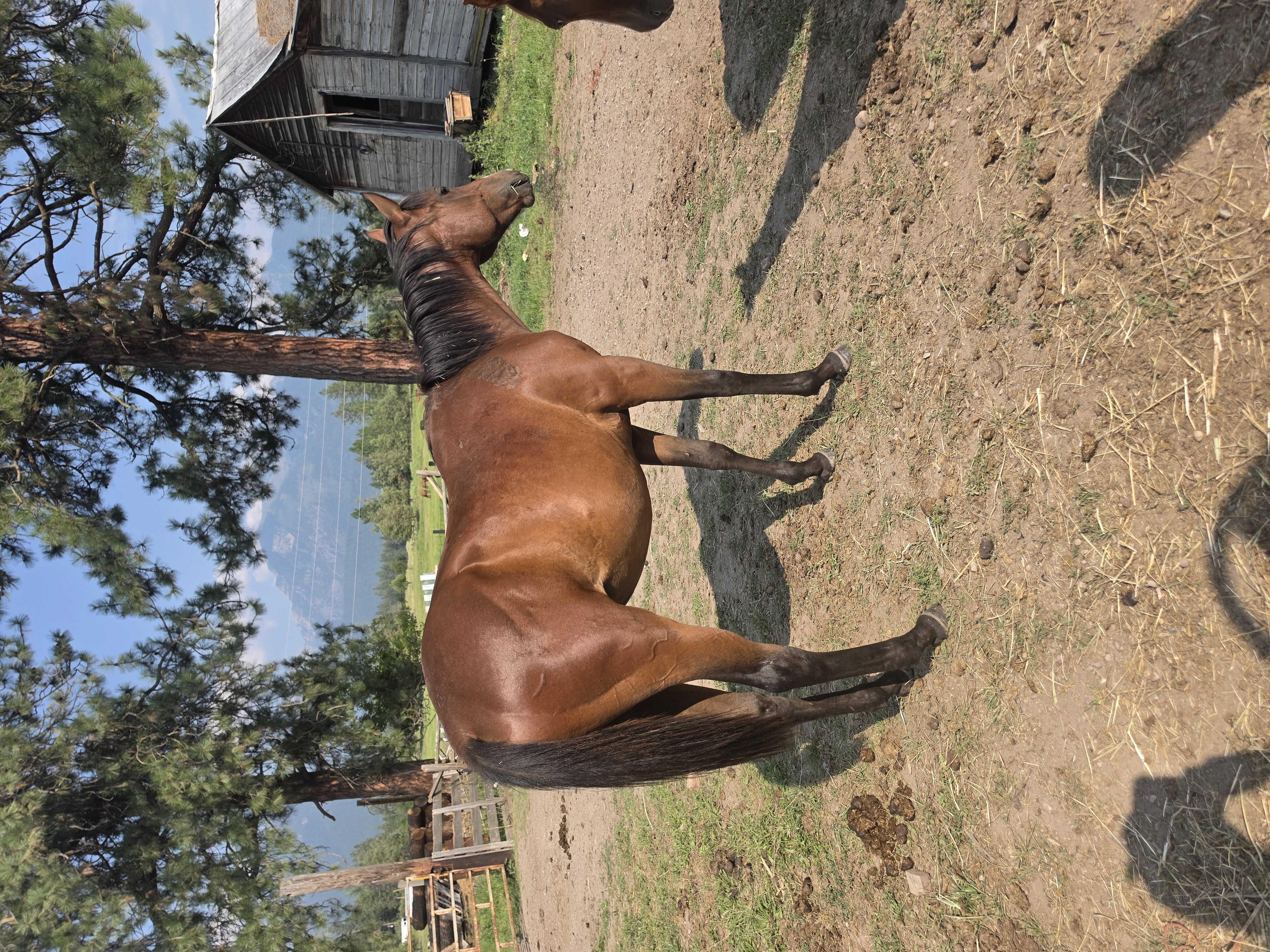 Dark bay horse