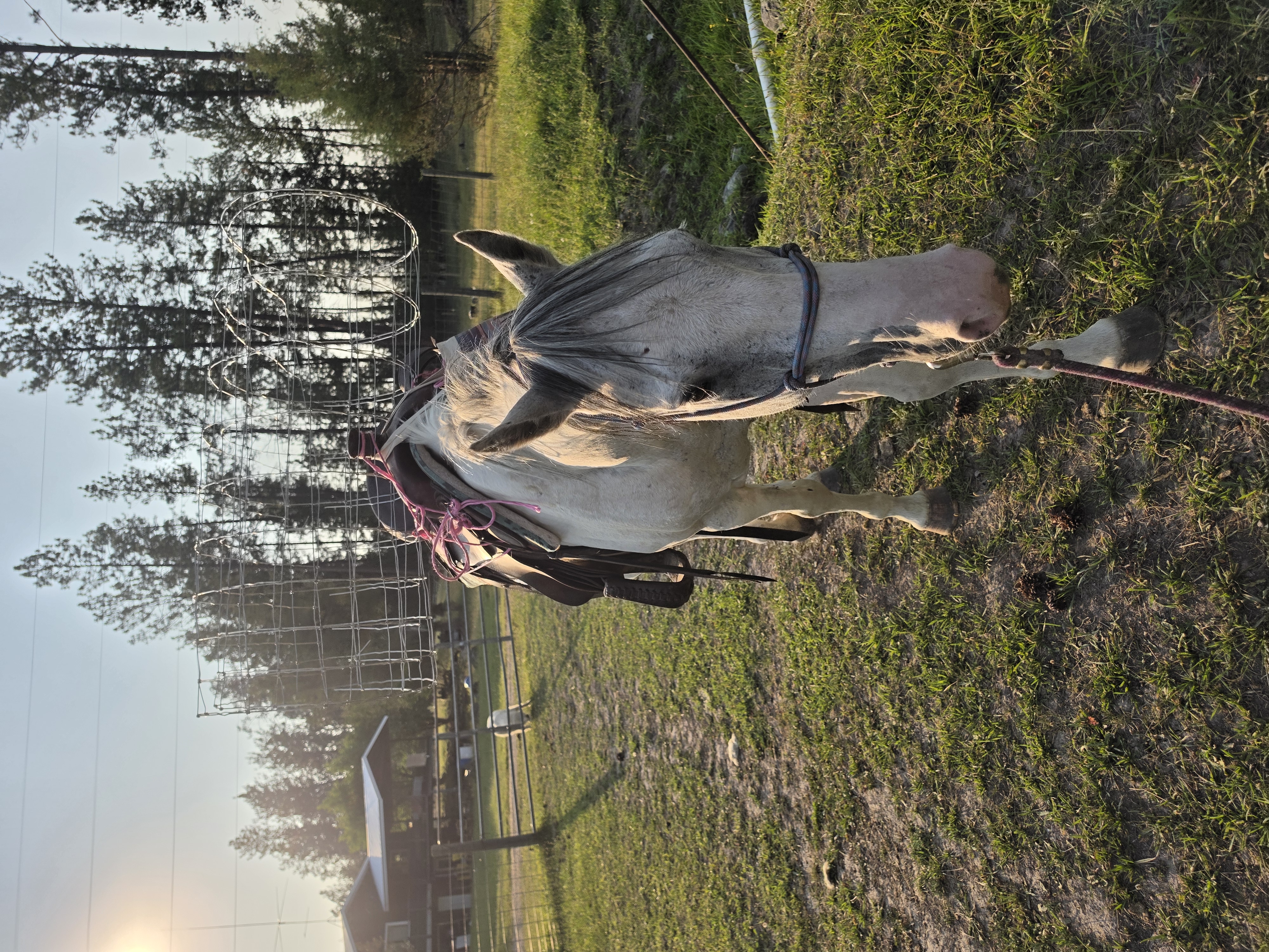 Gray mare under saddle