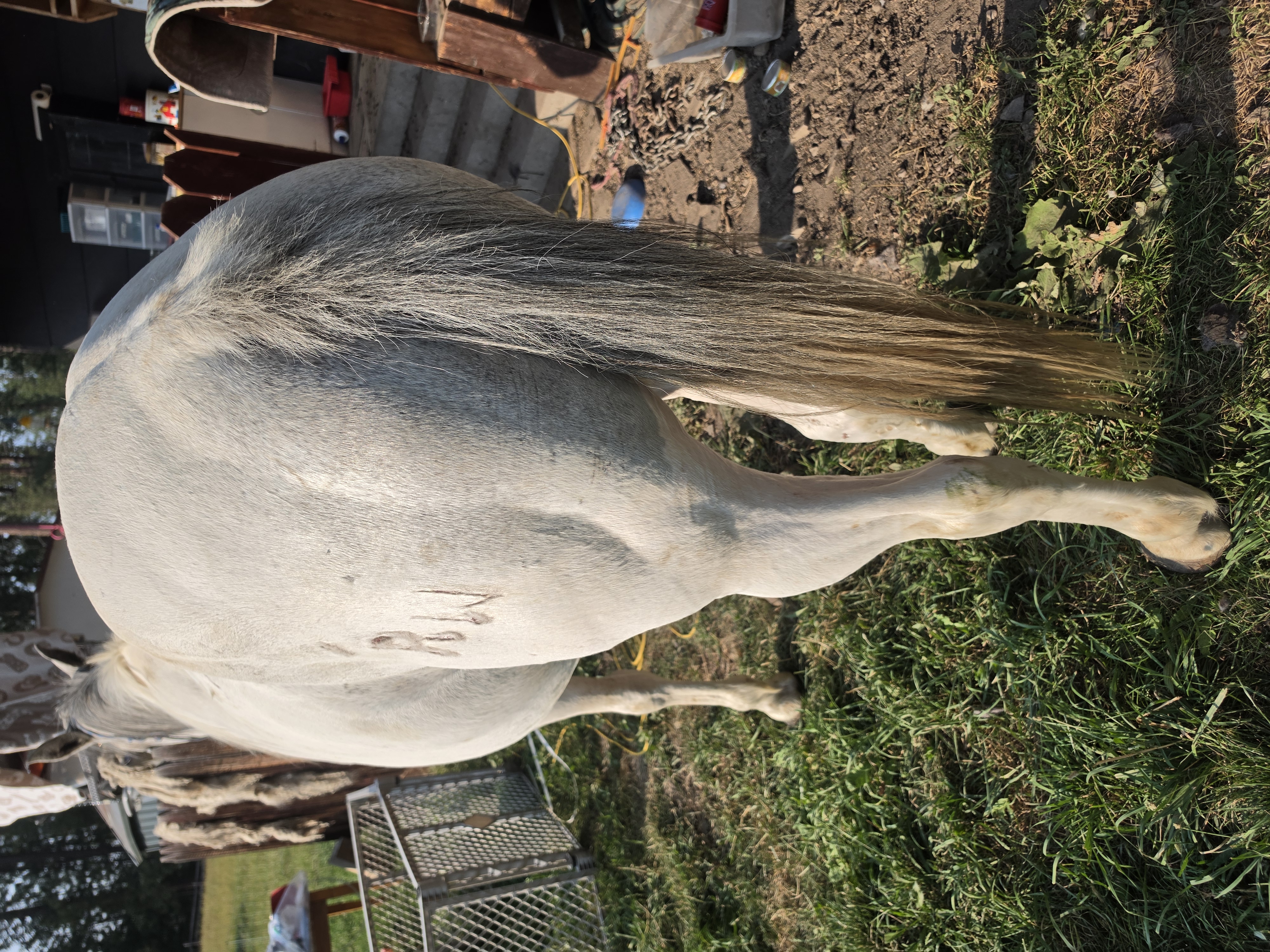 Gray mare 2