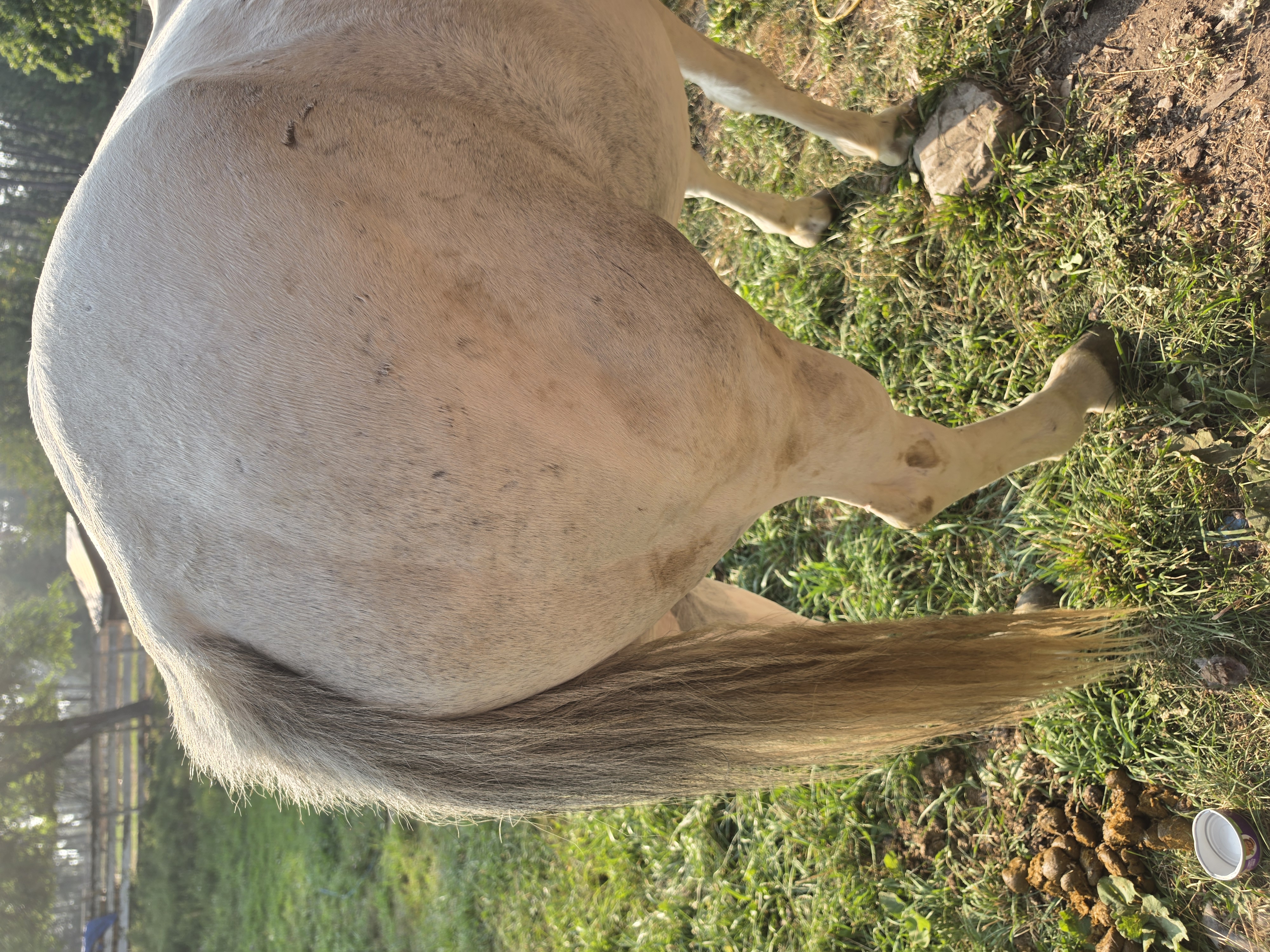 Gray mare 3