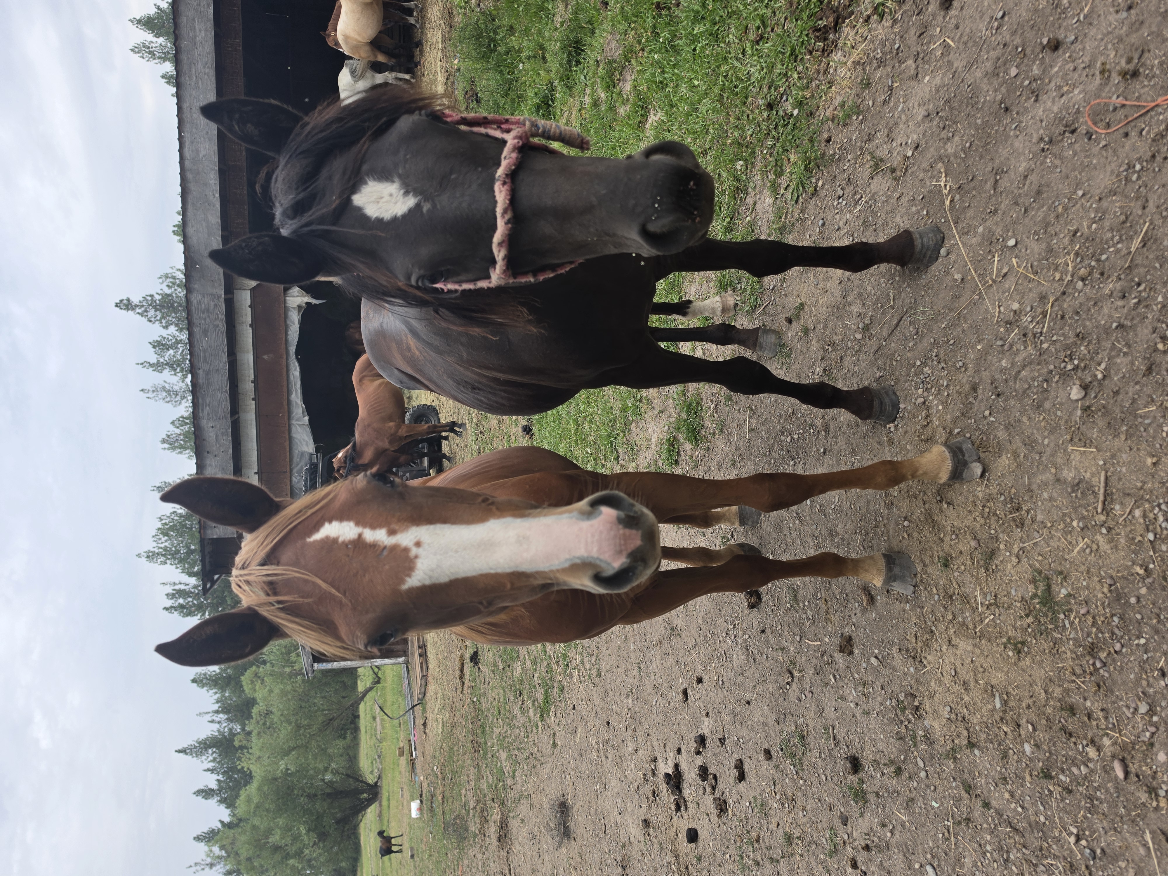 Horses at Kohr View Ranch