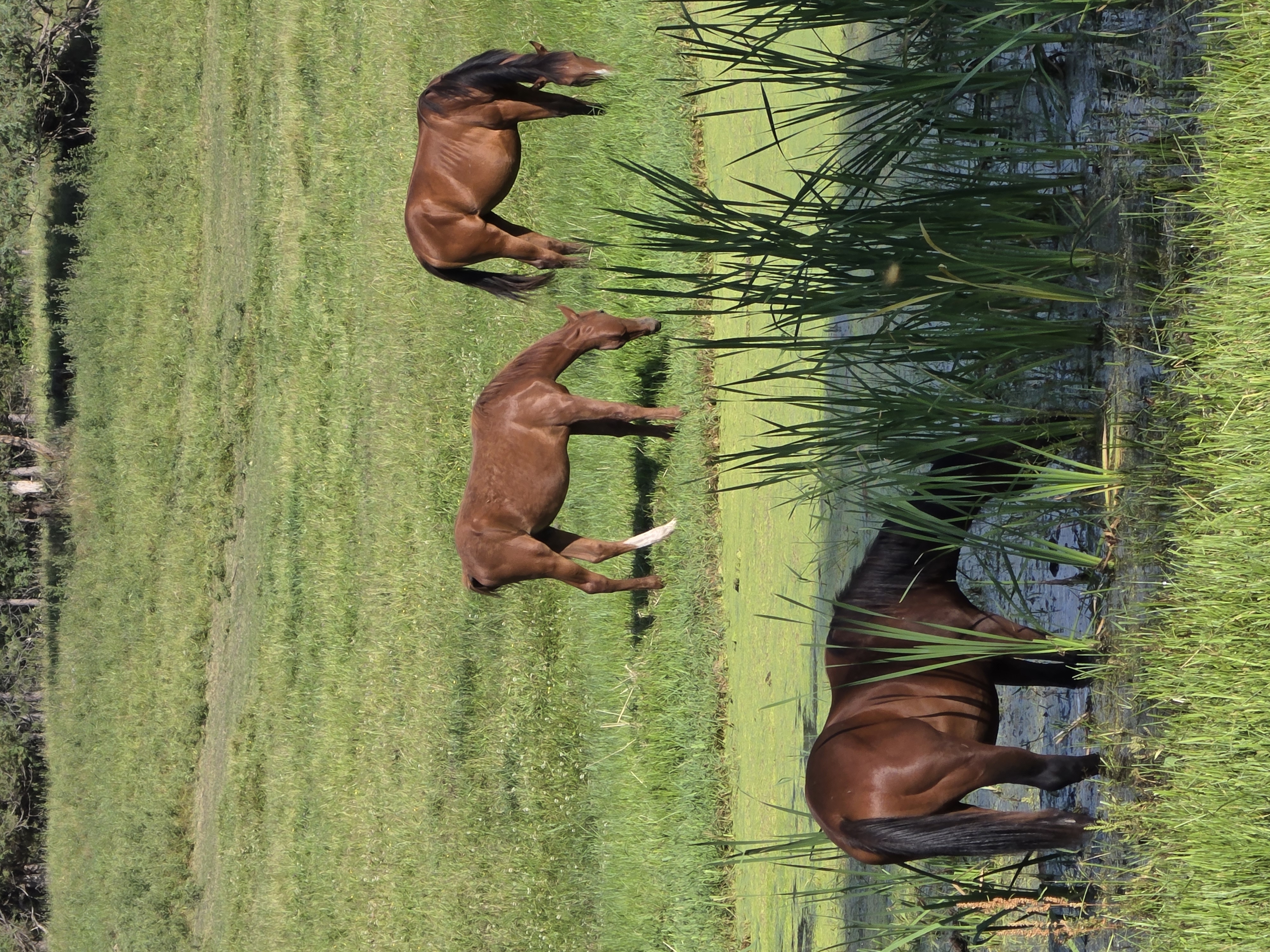 Three horses in green pasture