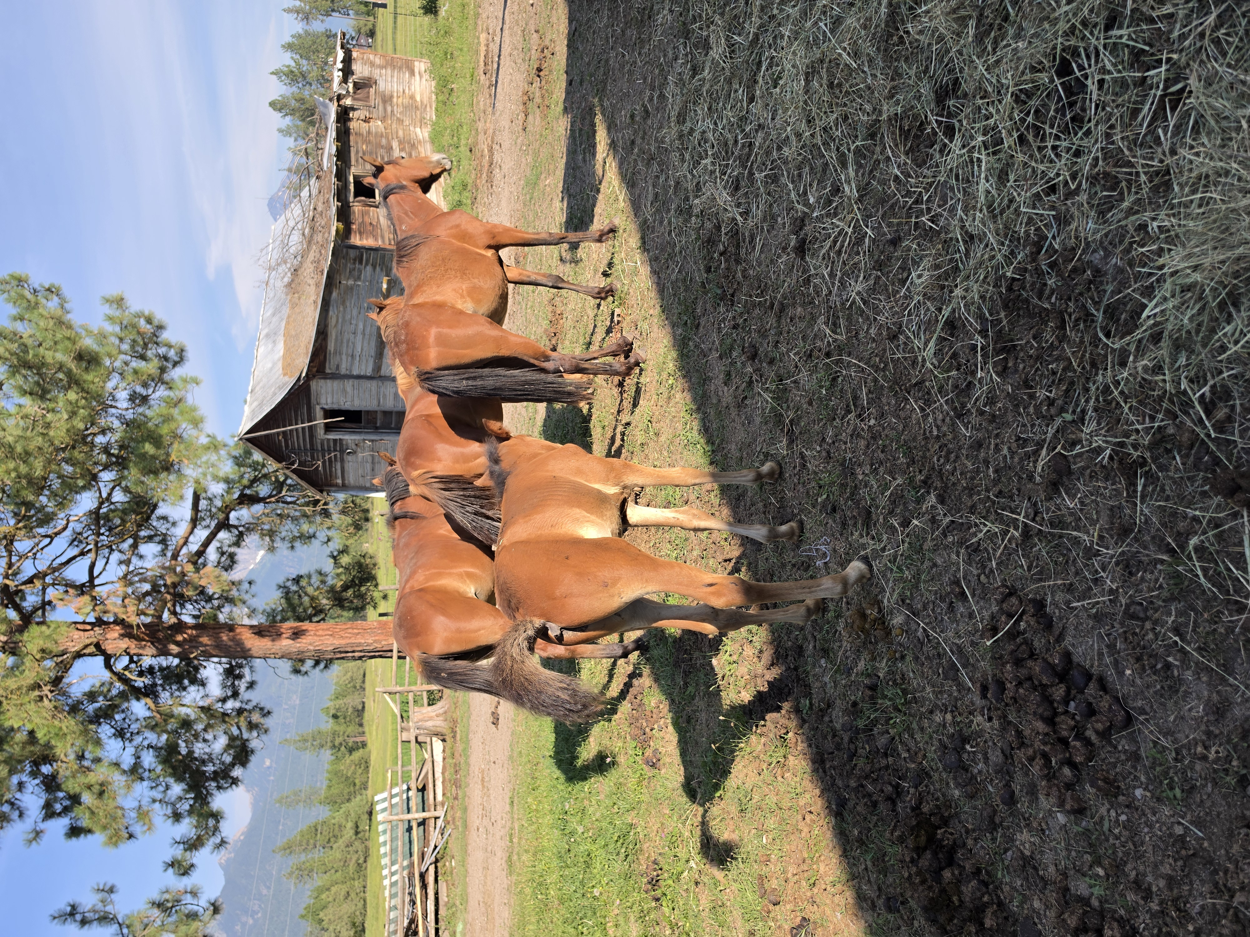 Herd at the barn