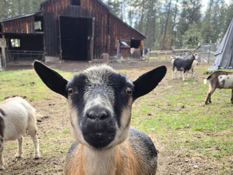 Lily, a black and tan goat, looking straight at the camera in front of the barn