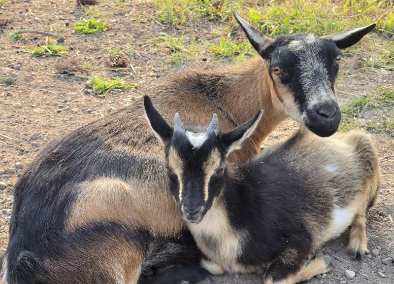 Lily resting with her kid