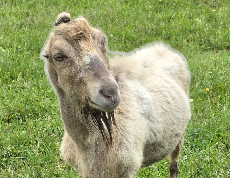 Patrick, a cream-colored Lamancha buck with a long beard