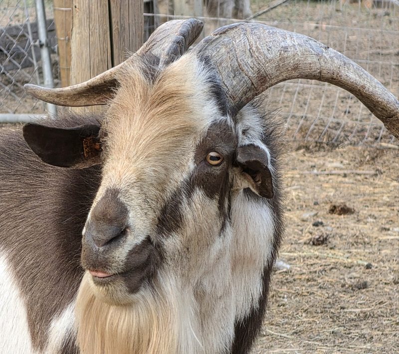 Romeo, a horned brown and white buck with a long golden beard