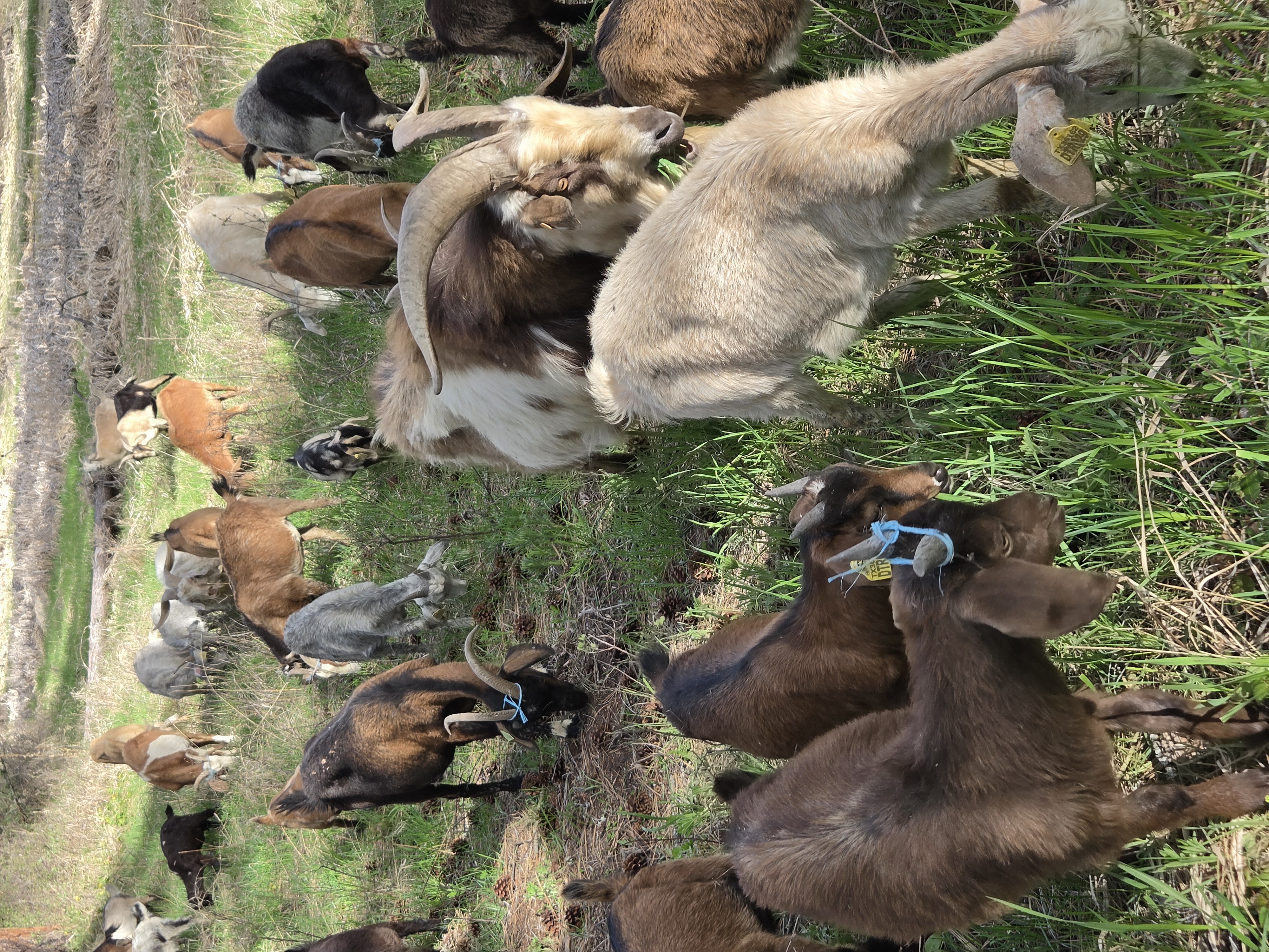 Goat herd grazing through pasture
