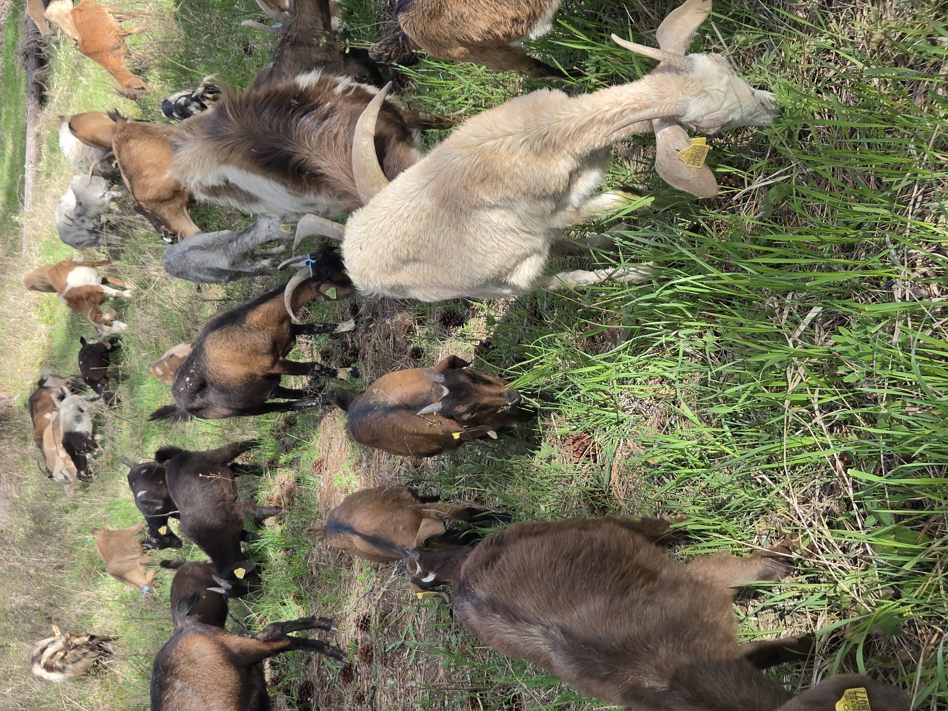 Goats grazing in pine forest clearing