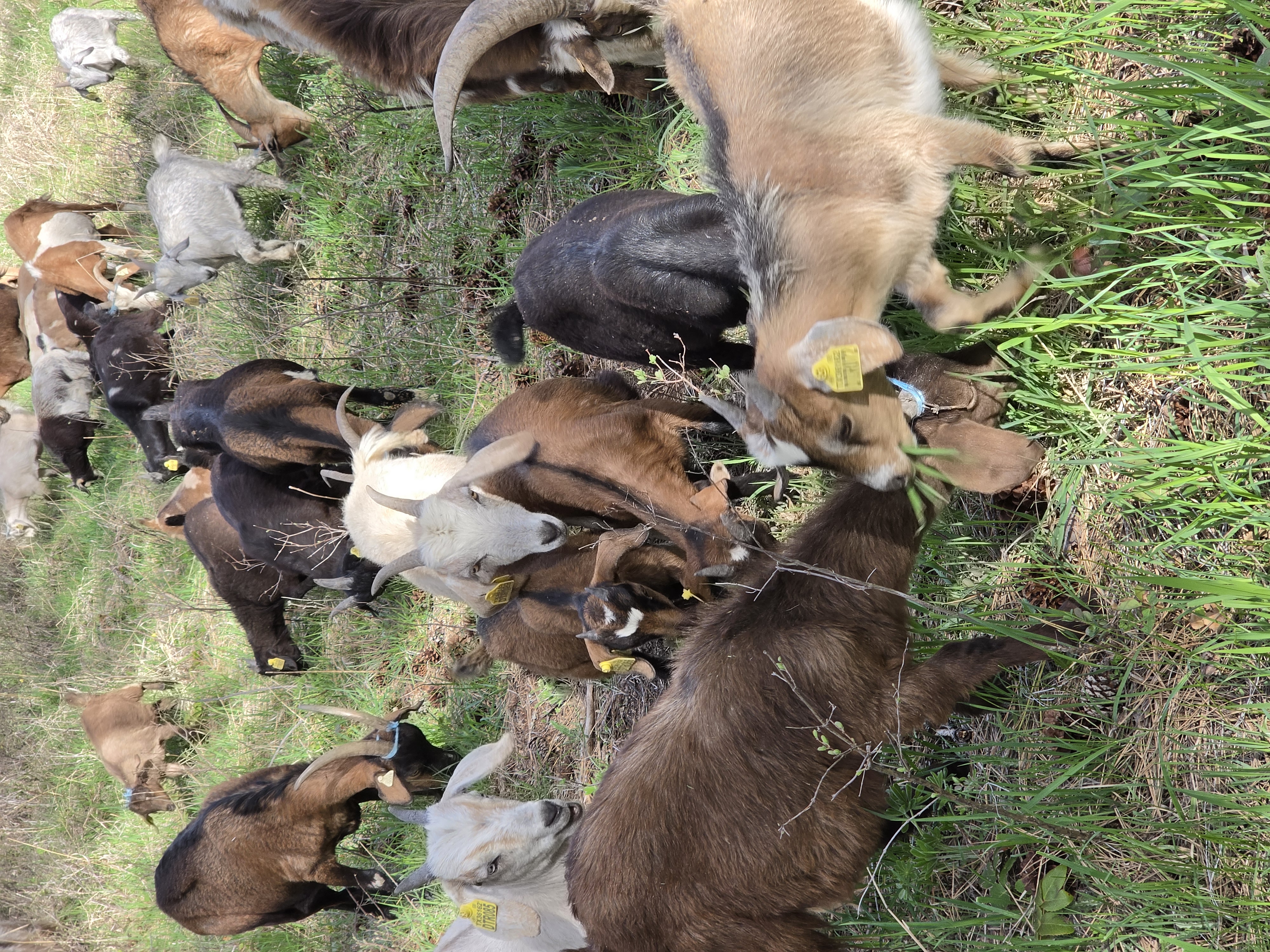 Goats clearing fallen pine branches with mountains behind
