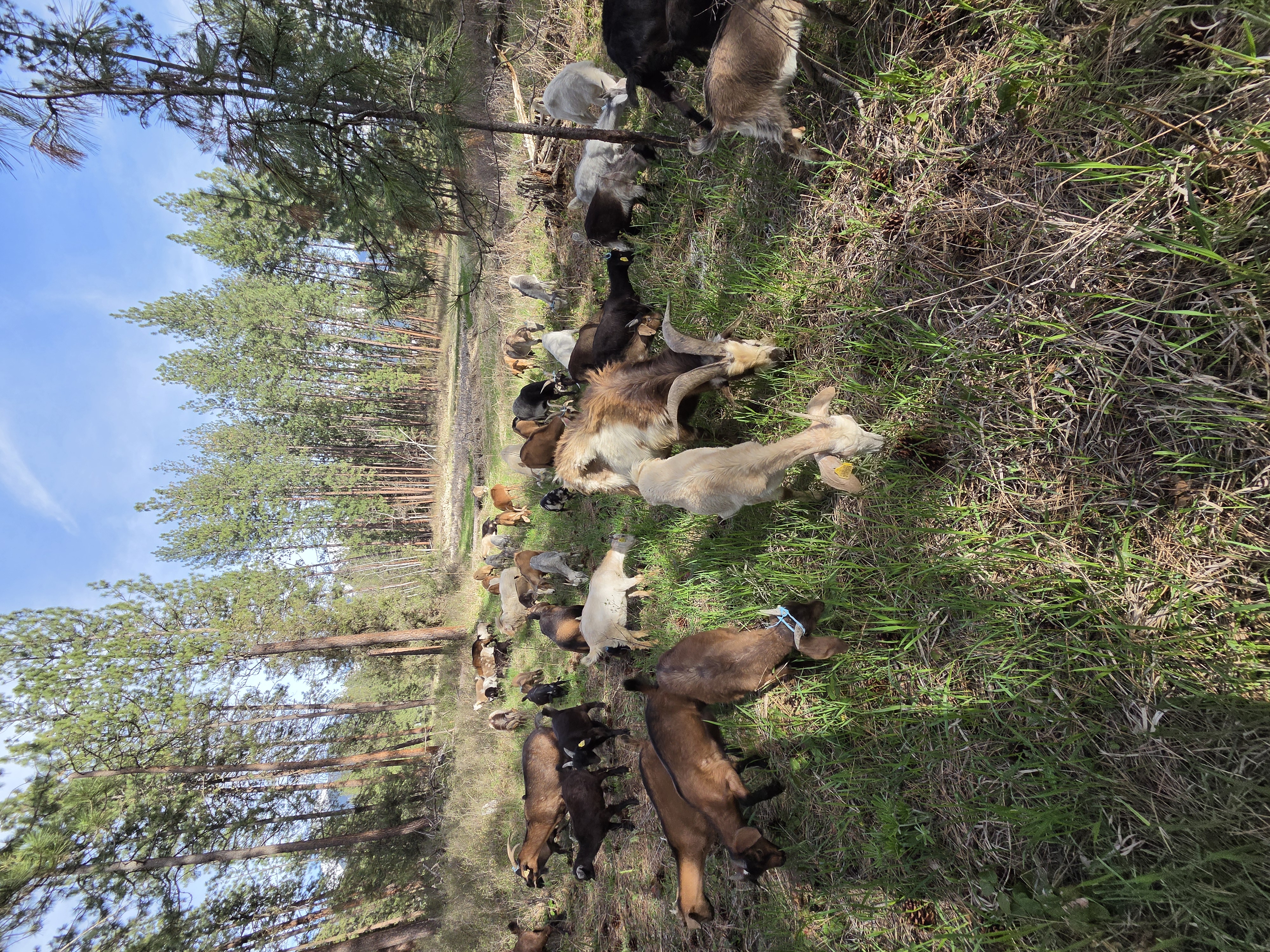 Mixed herd of goats grazing tall grass