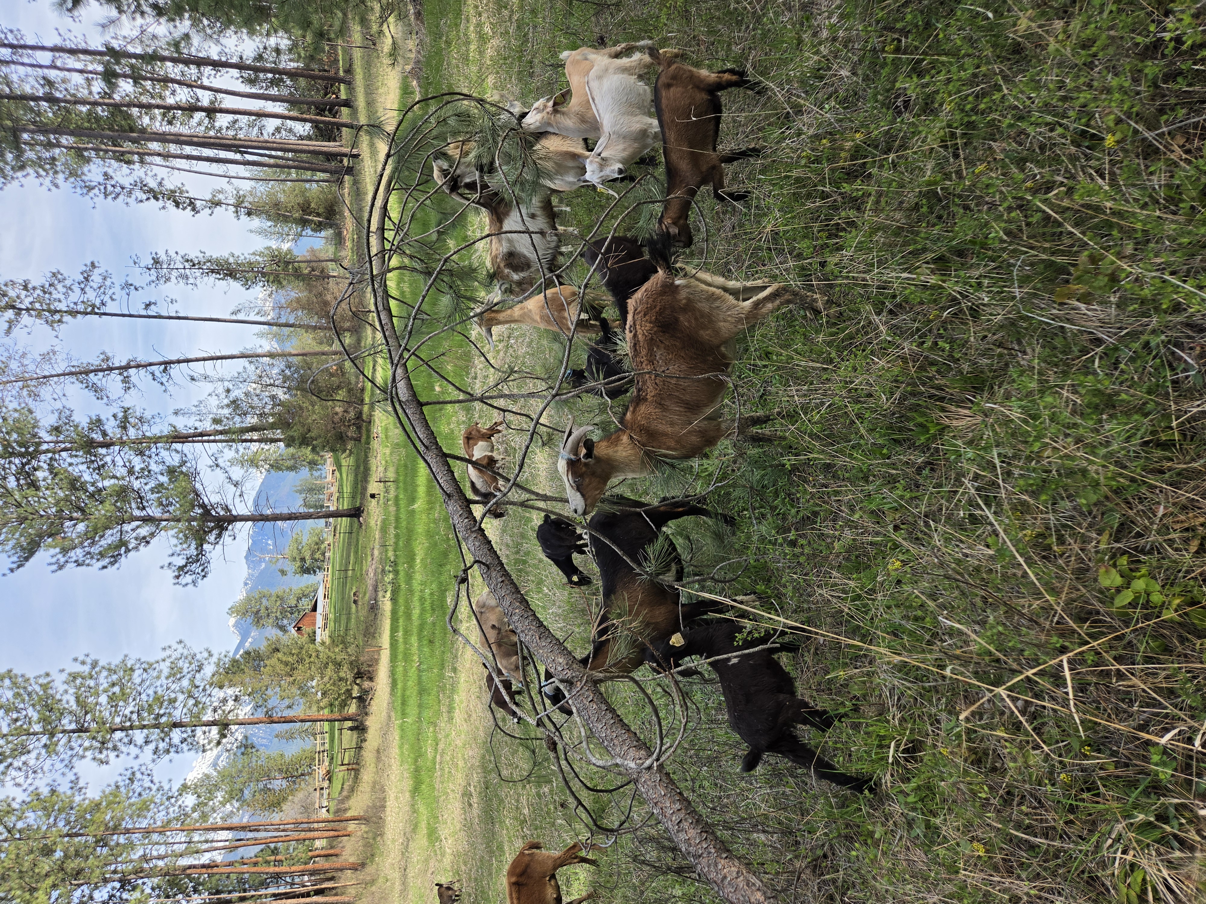 Goats grazing on sunlit ranch field